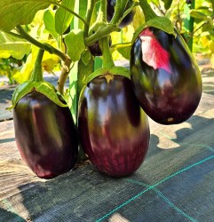 eggplant hallasan jeju